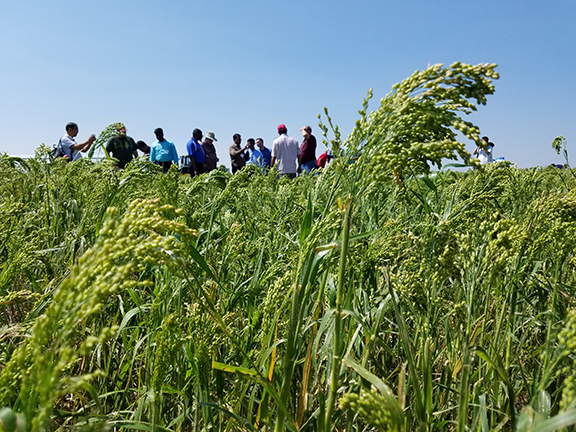 Growers tour millet field